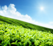 Tea plantation