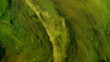 sargassa river
