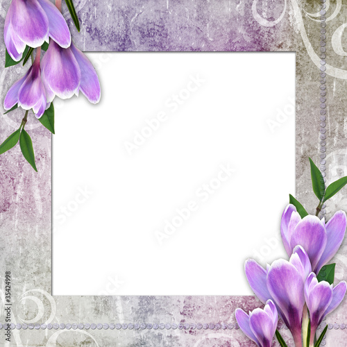 Illustration: Framework for invitation or congratulation with crocus Framework for invitation or congratulation with crocus