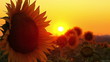 flowering sunflowers on a background sunset