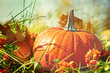 Pumpkin in the grass with vintage color feeling Pumpkin in the grass with vintage color feeling