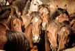wild horses