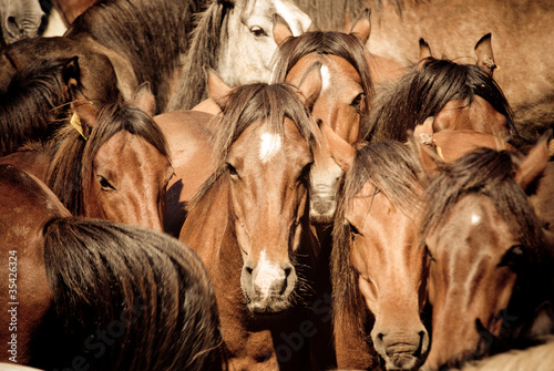 Photo: wild horses wild horses