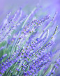 Lavender flower field