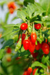 Photo en ligne au meilleur prix Goji Beere - goji berry 02