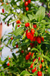 Photo en ligne au meilleur prix Goji Beere - goji berry 03