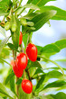 Goji Beere - goji berry 04