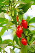 Goji Beere - goji berry 05