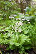 Flower garden