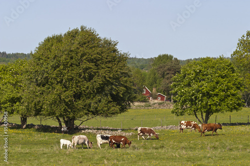 Photo: Cows graze Cows graze