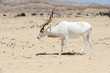 Screwhorn antelope Screwhorn antelope