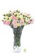 Carnations