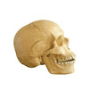 skull model