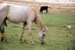 cavallo