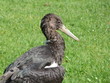 Foto: Schwarzstorch Schwarzstorch