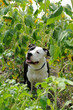 American staffordshire terrier. Outdoor portrait