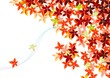 momiji-sora momiji-sora