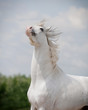 white arab horse