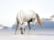 white horse on the snow