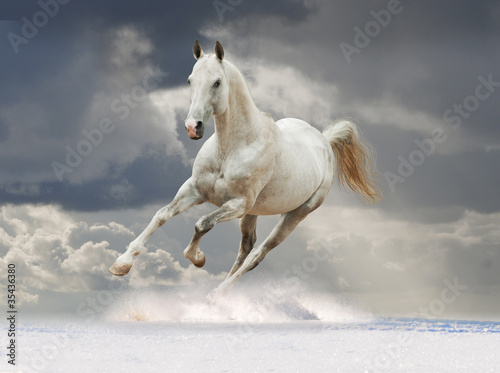 Photo: Akhal-teke horse running in the snow Akhal-teke horse running in the snow