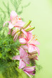 Bouquet of pink lilies on a color background