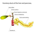 Ducts of the liver and pancreas
