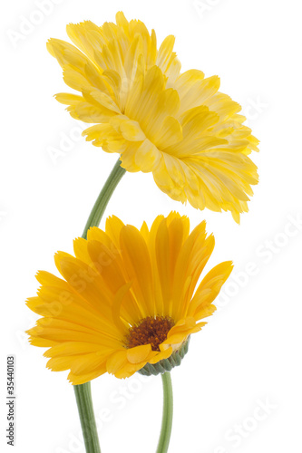 Photo: calendula calendula