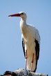 une cigogne