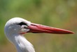 tête cigogne
