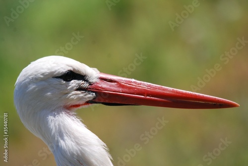 Photo: tête cigogne tête cigogne