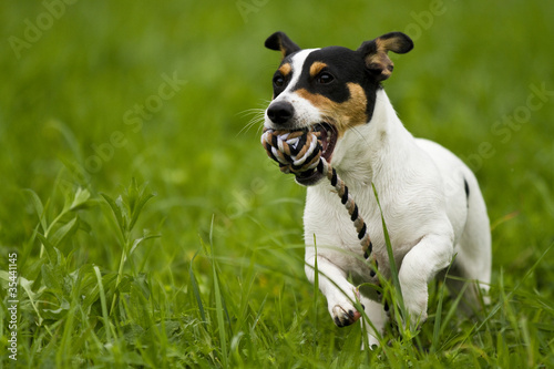 Photo: Jack-Russel rennt mit seil Jack-Russel rennt mit seil