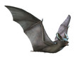 Bat Flying on White