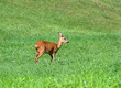 Roe Deer