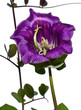 Close-up of violet cobaea scandens
