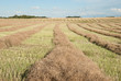 Photo: Fall Harvest Lines Fall Harvest Lines