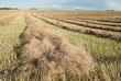 Photo: Fall Harvest Lines Fall Harvest Lines