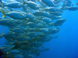 Shoal of Sarpa Salpa