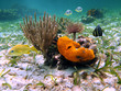 Under sea colors