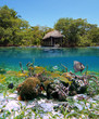 Undersea garden