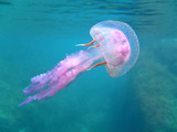 Mediterranean jellyfish near surface - Fine Art prints