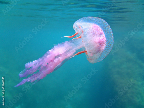 Photo: Mediterranean jellyfish near surface Mediterranean jellyfish near surface