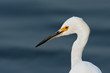 Snowy Egret Portrait Snowy Egret Portrait