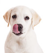 Detaily fotografie Labrador puppy