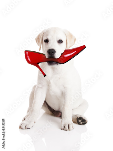 Photo: Biting the shoe Biting the shoe