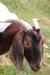 Boer goat close-up
