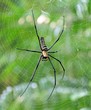 Nephila pilipes,Taiwan Nephila pilipes,Taiwan