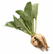 sugar beet