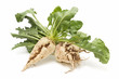 sugar beet