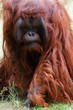 Orang-outan menaçant