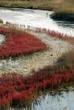 Brakish marsh detail Brakish marsh detail